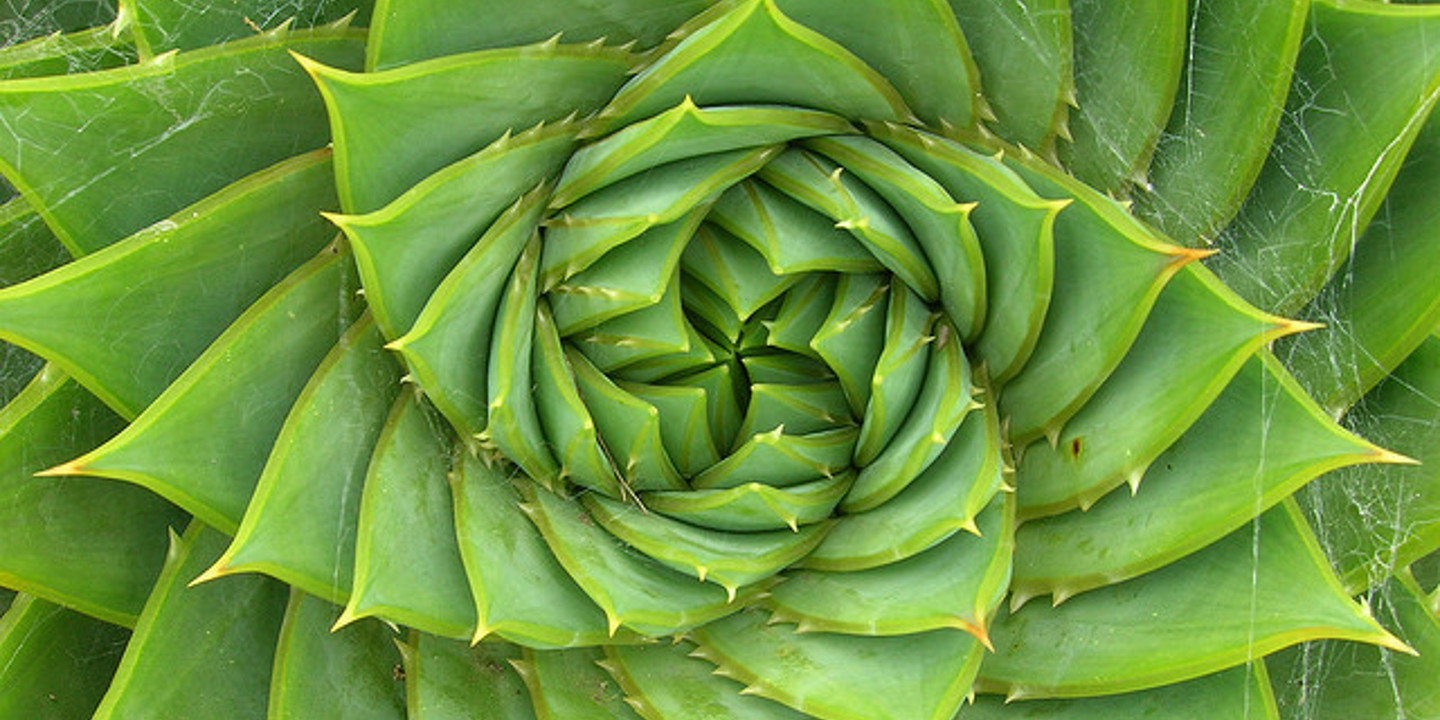 Aloe polyphylla Schönland ex Pillans, by brewbooks